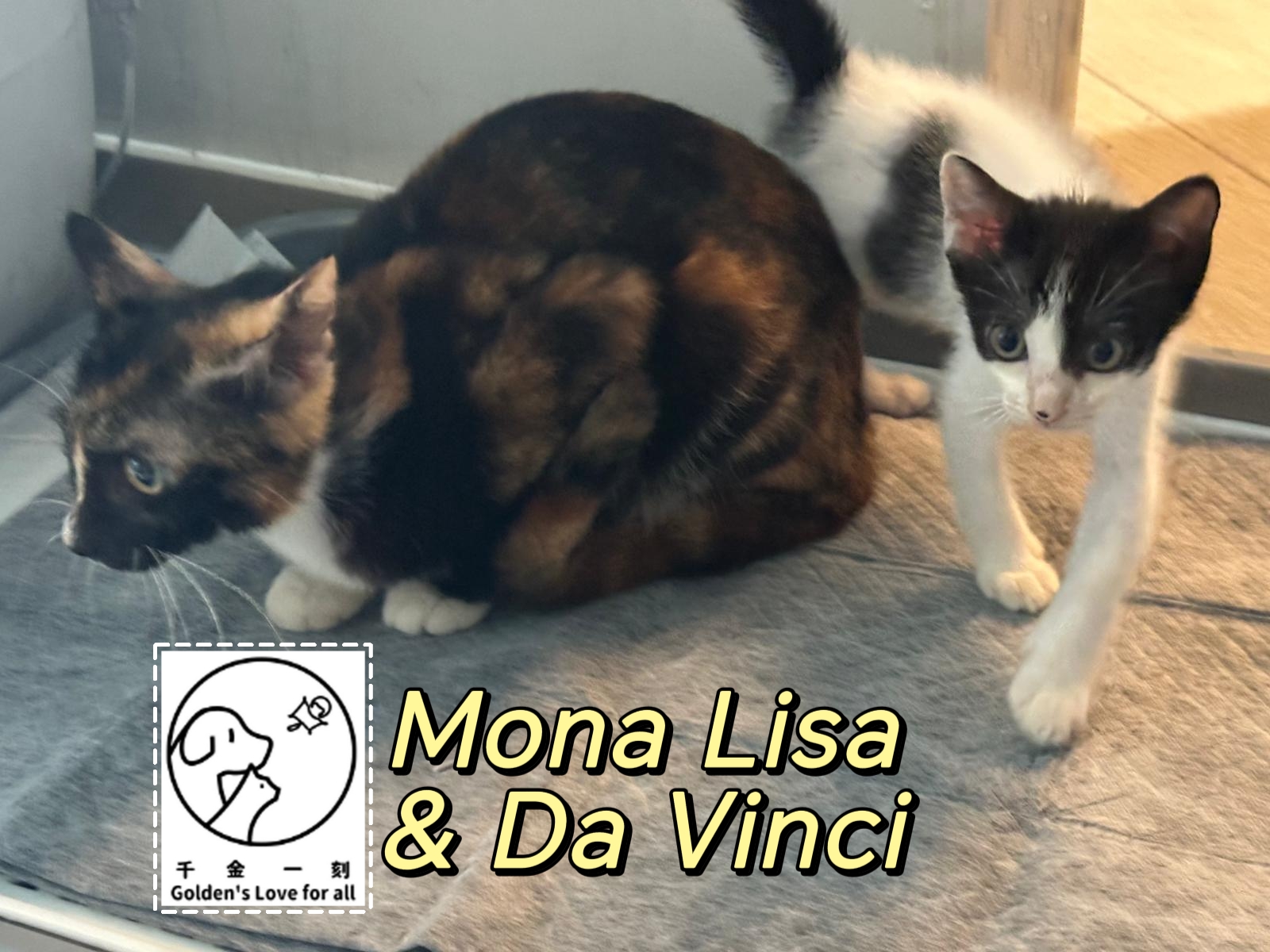 Mona Lisa &amp;amp;amp; Da Vinci